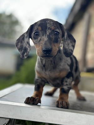 Fajtatiszta törpe tacskó kiskutyák - kép 3