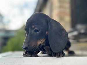 Fajtatiszta törpe tacskó kiskutyák - kép 4