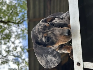 Fajtatiszta törpe tacskó kiskutyák - kép 8