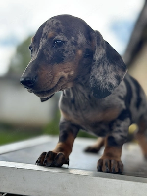 Fajtatiszta törpe tacskó kiskutyák - kép 7