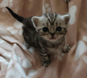 Brit rövid szőrű ,fekete-ezüst tabby kiscicák eladók.