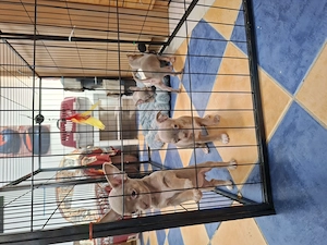 Ritka színű csivava gyerekek eladóak. - kép 2