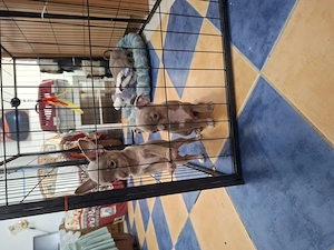 Ritka színű csivava gyerekek eladóak. - kép 3