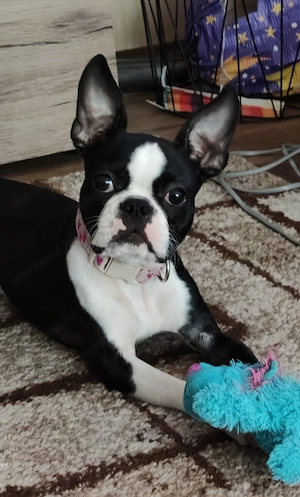 Eladó Boston terrier  - kép 2