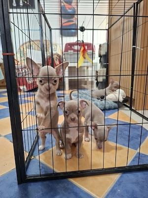 Ritka színű csivava gyerekek eladóak.