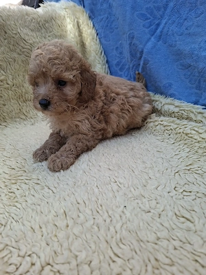 Toy uszkár kislány eladó. - kép 4