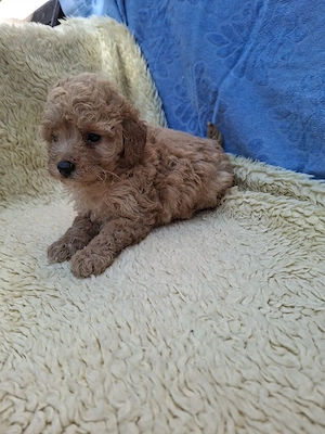 Toy uszkár kislány eladó. - kép 3