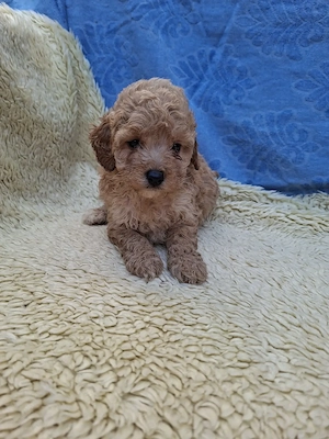 Toy uszkár kislány eladó. - kép 2