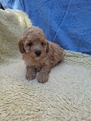 Toy uszkár kislány eladó. - kép 5