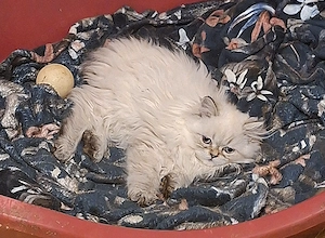 Gyönyörű perzsa kiscicák ár alatt eladók! - kép 5