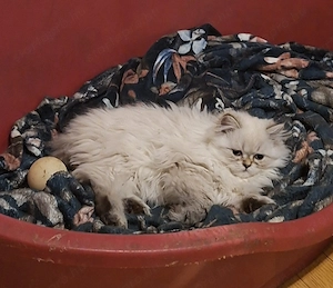 Gyönyörű perzsa kiscicák ár alatt eladók! - kép 2