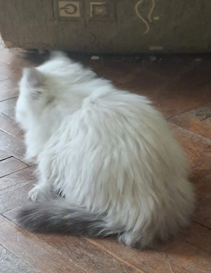 Gyönyörű perzsa kiscicák ár alatt eladók! - kép 7