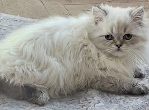 Gyönyörű perzsa kiscicák ár alatt eladók! - kép 4