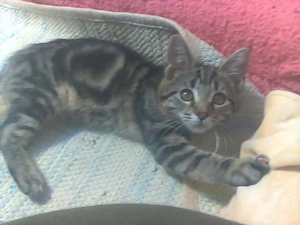 Bengáli-Maine Coon félvér féléves lány cica elado AJÁNDÉKKAL - kép 3