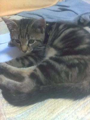 Bengáli-Maine Coon félvér féléves lány cica elado AJÁNDÉKKAL - kép 4