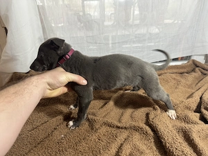 Ír Agár Greyhound kutyak  - kép 5