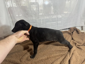 Ír Agár Greyhound kutyak  - kép 2