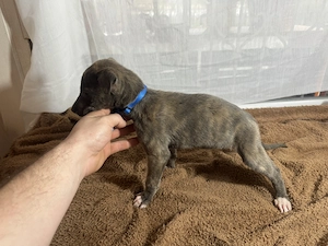 Ír Agár Greyhound kutyak  - kép 3