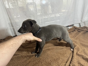 Ír Agár Greyhound kutyak  - kép 4