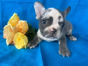 Kék kan francia bulldog kölyök   11 hetes