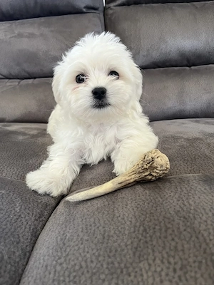 Máltai Selyem kutya - kép 3