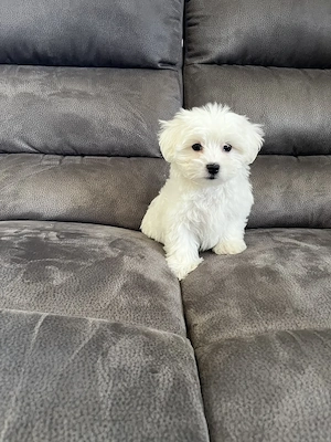 Máltai Selyem kutya - kép 2