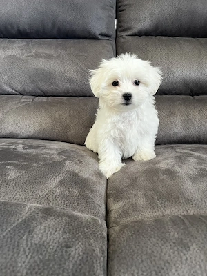 Máltai Selyem kutya