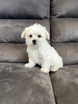 Máltai Selyem kutya - kép 4