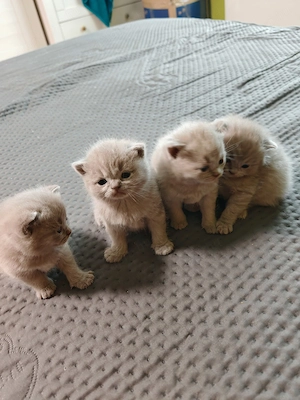 Brit babák foglalhatók 