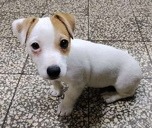 Jack Russel terrier szuka kiskutya! - kép 2