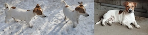 Jack Russel terrier szuka kiskutya!