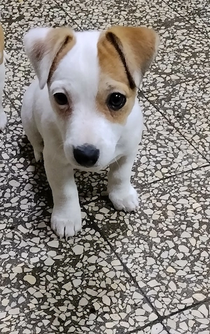 Jack Russel terrier szuka kiskutya! - kép 3