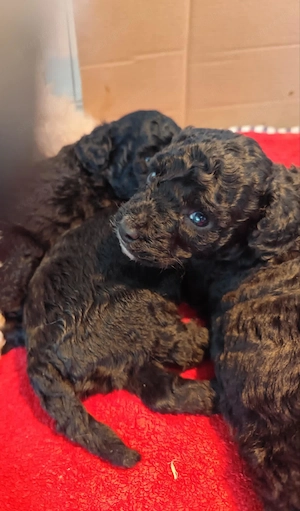 Goldendoodle kiskutyák kedvező árban  hobbitenyészetből  - kép 12
