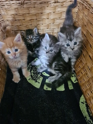 Törzskönyvezett szülőktől Maine Coon babyk foglalhatók! - kép 9