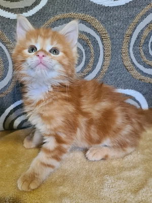 Törzskönyvezett szülőktől Maine Coon babyk foglalhatók! - kép 2