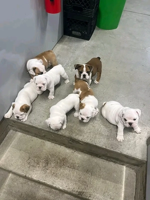Angol bulldog kölykök