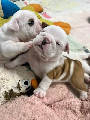 Angol bulldog kölykök - kép 2