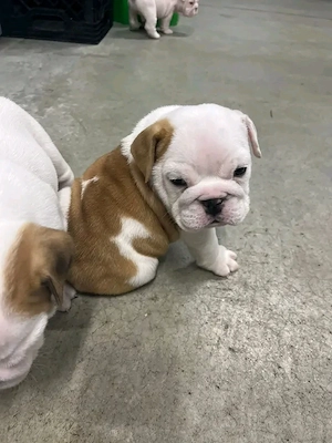 Angol bulldog kölykök - kép 3