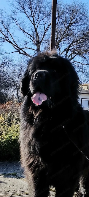 Fundik koltoznenek - kép 4