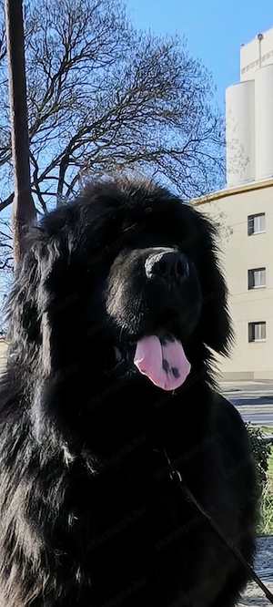 Fundik koltoznenek - kép 5