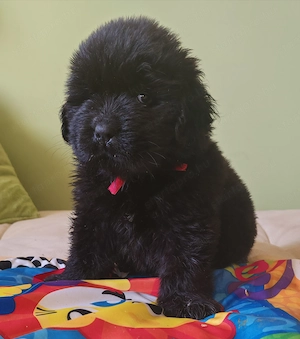 Fundik koltoznenek - kép 2