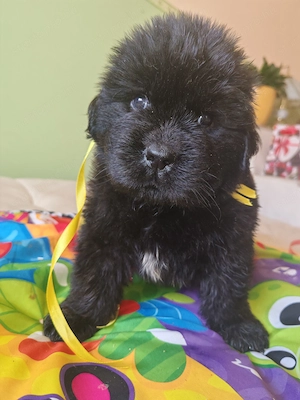 Fundik koltoznenek - kép 3