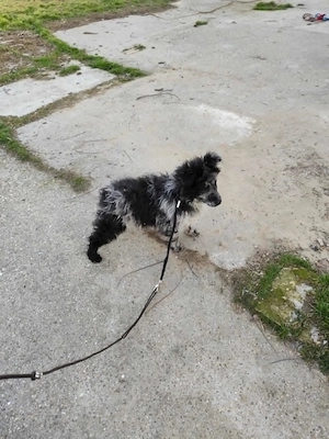 1éves Mudi pár eladó törzskönyvesek Hamvas szuka Cifra kan - kép 3