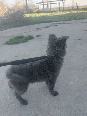 1éves Mudi pár eladó törzskönyvesek Hamvas szuka Cifra kan - kép 2