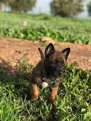 Belga juhász kiskutyák - kép 2