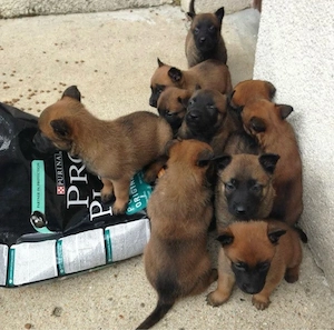 Belga juhász kiskutyák