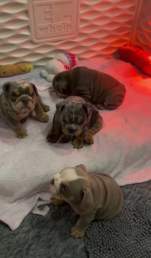 Imádnivaló angol bulldog kölykök örökbefogadásra készen - kép 2