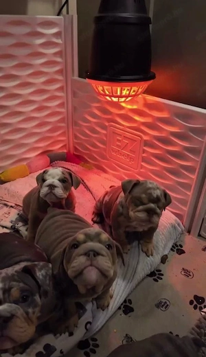 Imádnivaló angol bulldog kölykök örökbefogadásra készen - kép 3