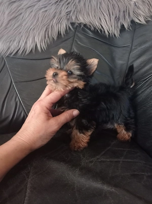 yorkshire terrier ( yorki ) kiskutyák - kép 2