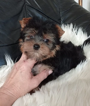 yorkshire terrier ( yorki ) kiskutyák - kép 3